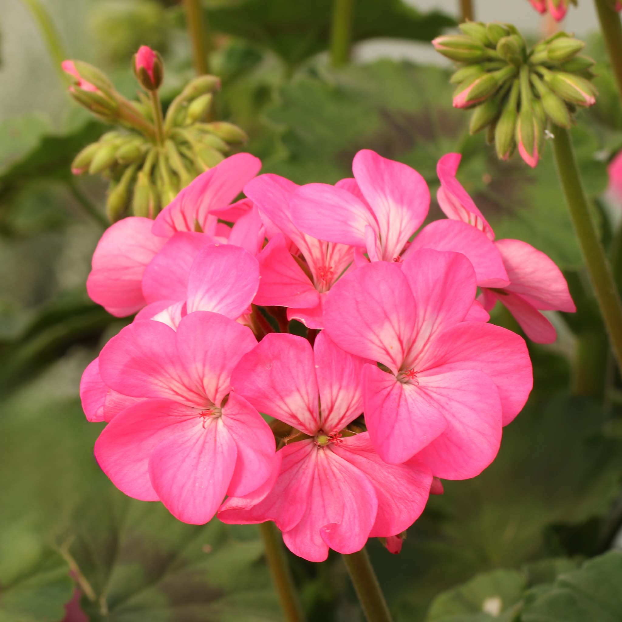 Climbing Geranium Antik Pink