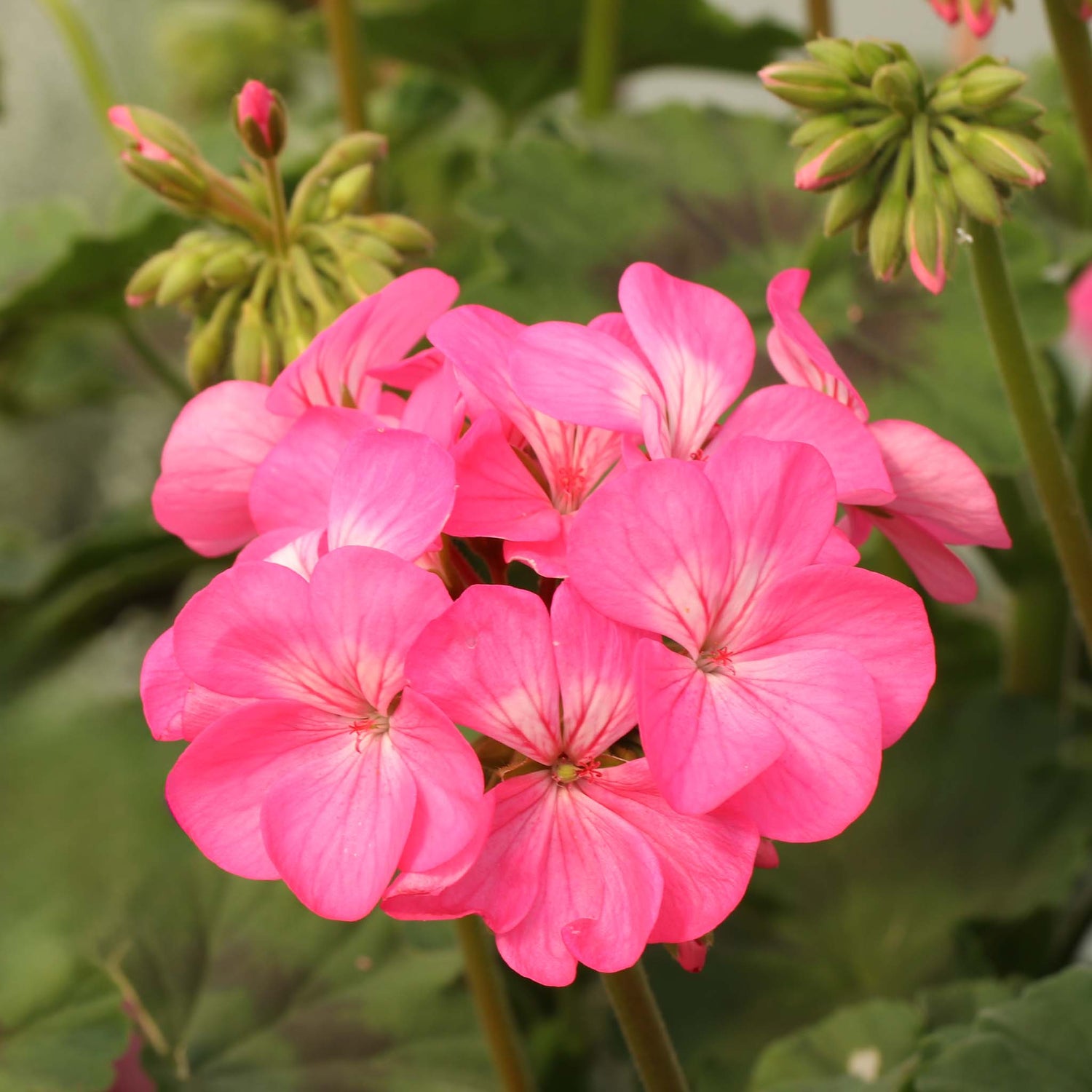 Climbing Geranium Antik Pink
