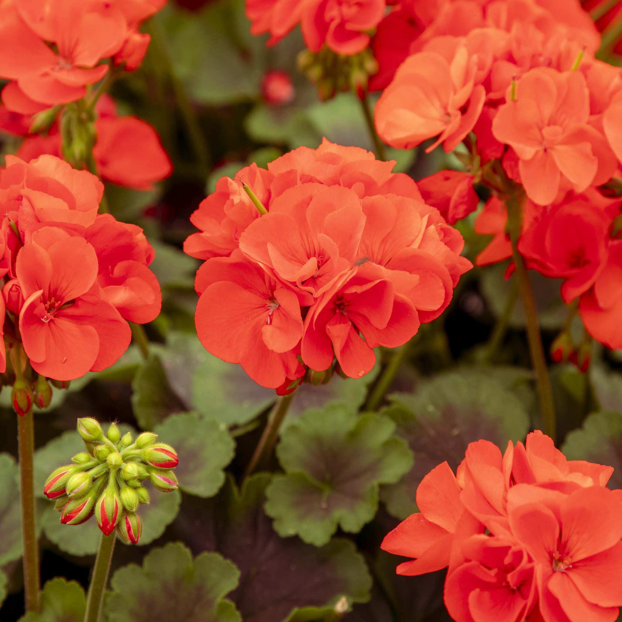 Upright Geranium Chocolate Fire