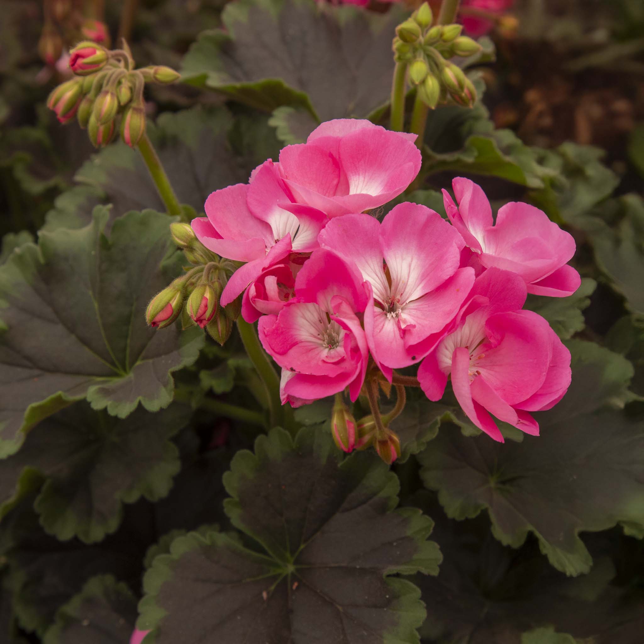 Upright Geranium Chocolate Pink