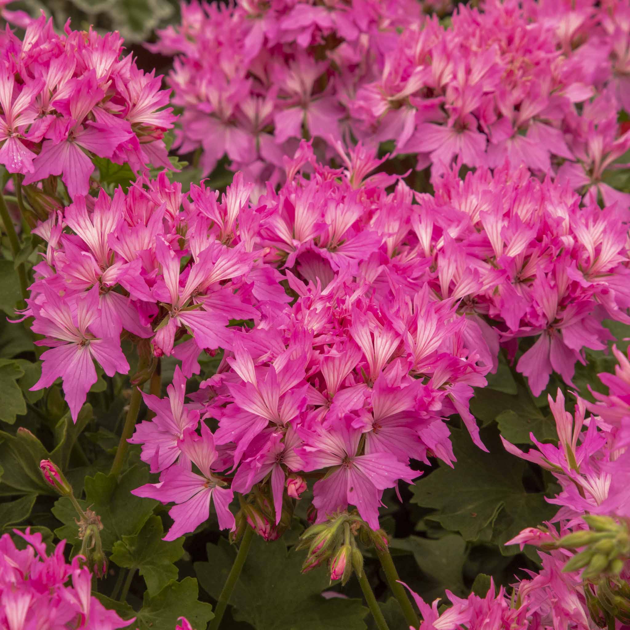 Upright Geranium Fireworks Pink