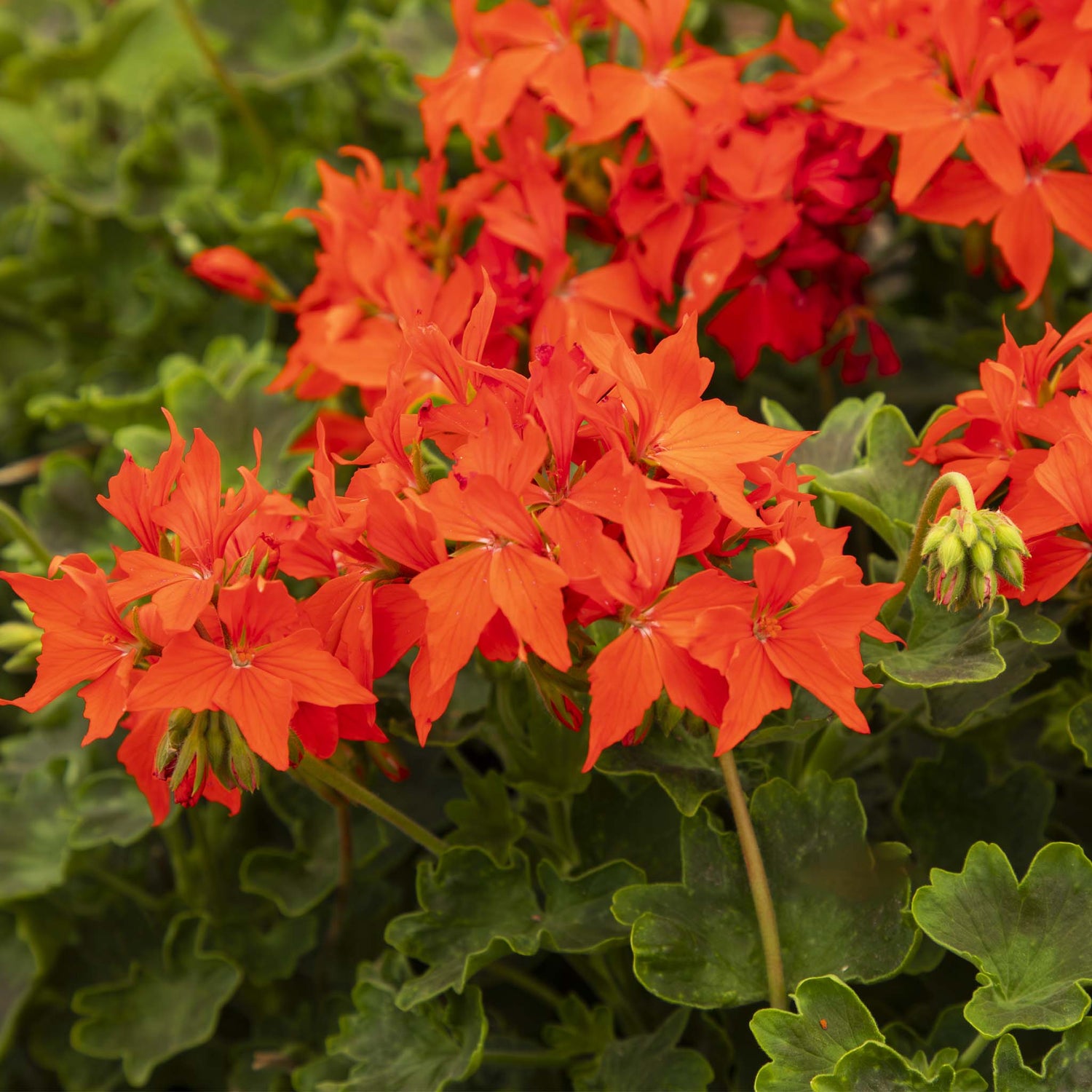 Upright Geranium Fireworks Scarlet