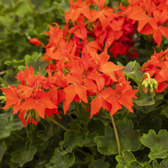 Pelargonium (Upright Geranium) Fireworks Scarlet