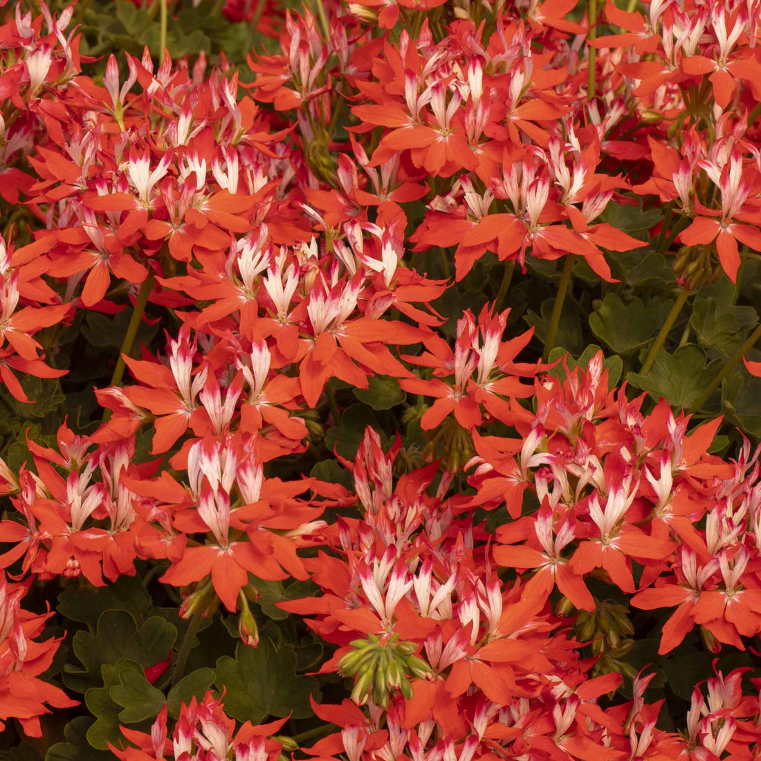 Upright Geranium Fireworks red white