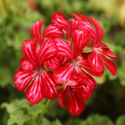 Trailing Geranium Happy Face Dark Red Mex