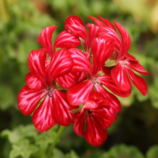 Pelargonium (Trailing Geranium) Happy Face Dark Red Mex