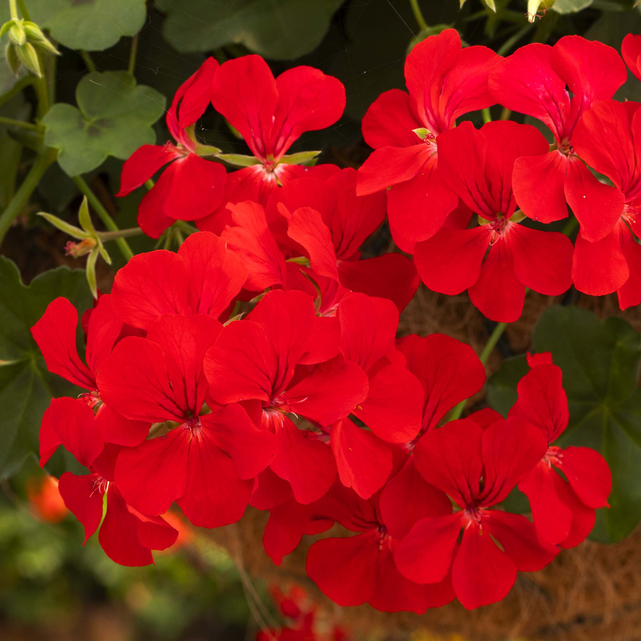 Trailing Geranium Happy Face Red