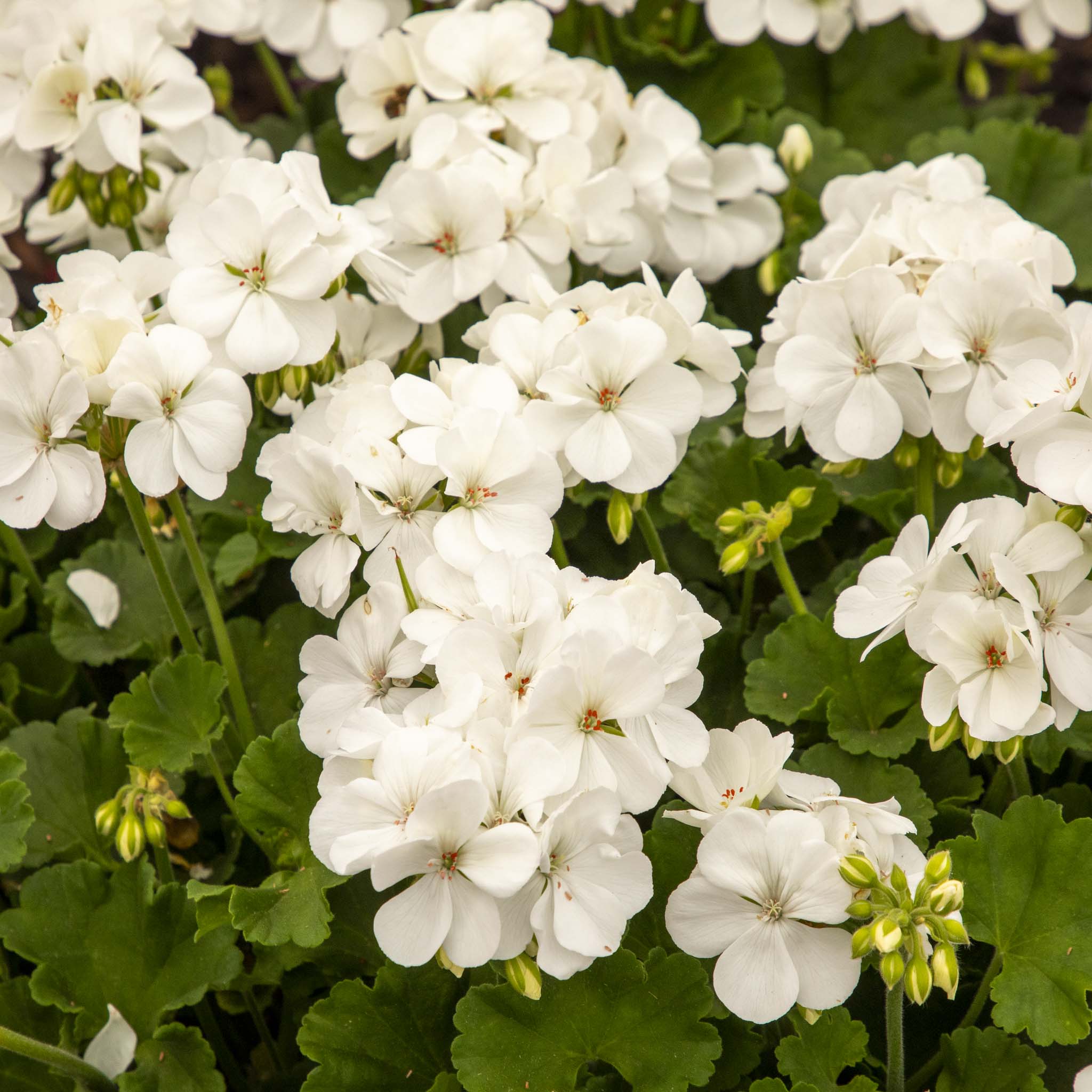 Upright Geranium Iceburg
