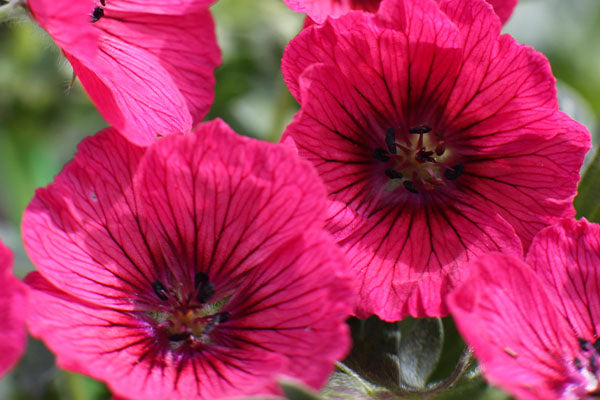 How to Grow Hardy Geraniums
