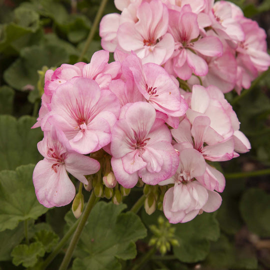 Pelargonium (Upright Geranium) Pink Lace