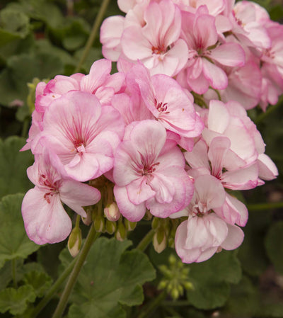 Pelargonium (Upright Geranium) Pink Lace