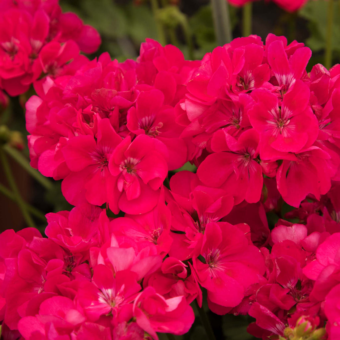 Upright Geranium Shocking Pink