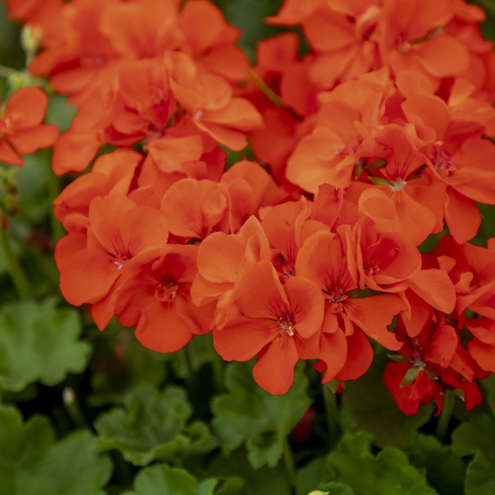 Upright Geranium Signal