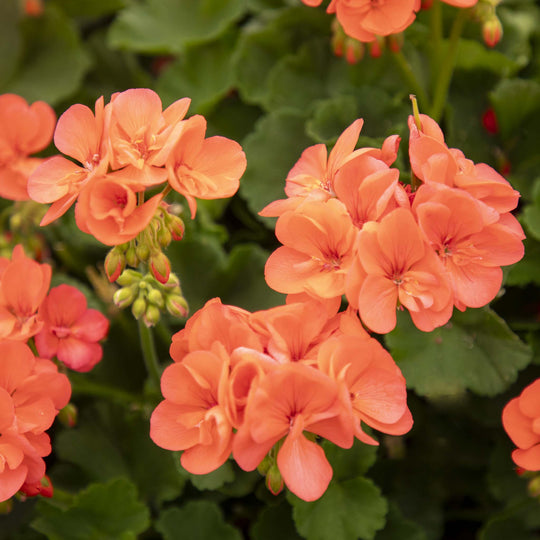 Pelargonium (Upright Geranium) Stefanie