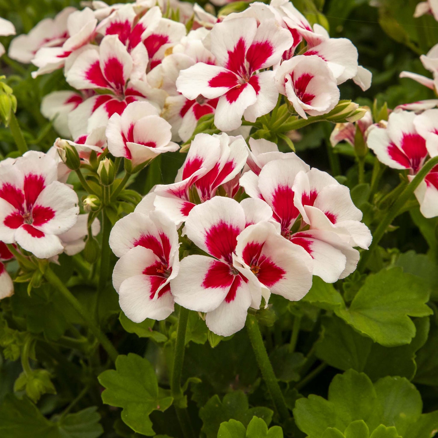 Upright Geranium TwoinOne White Splash