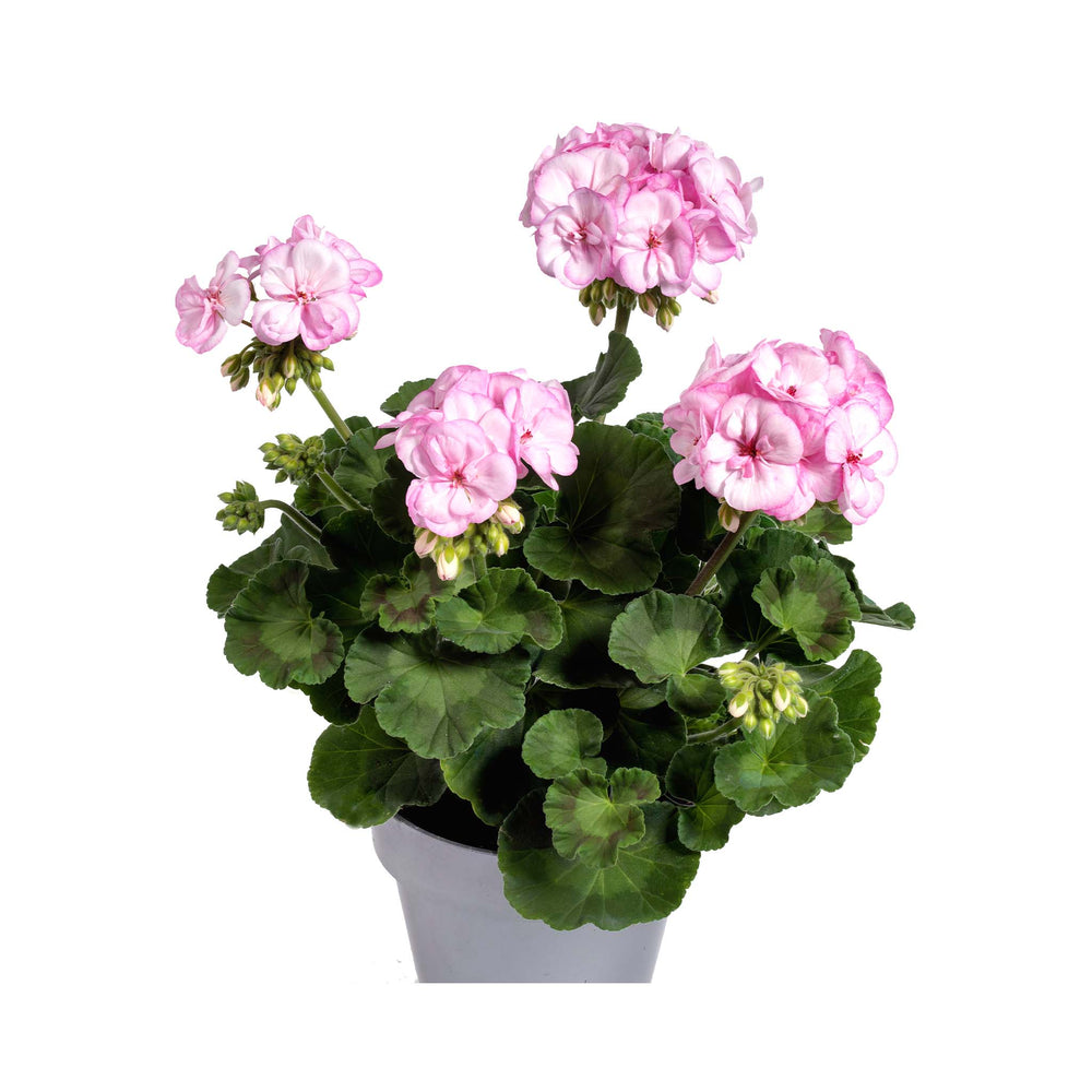 Pelargonium (Upright Geranium) Pink Lace