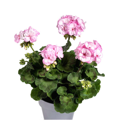 Pelargonium (Upright Geranium) Pink Lace