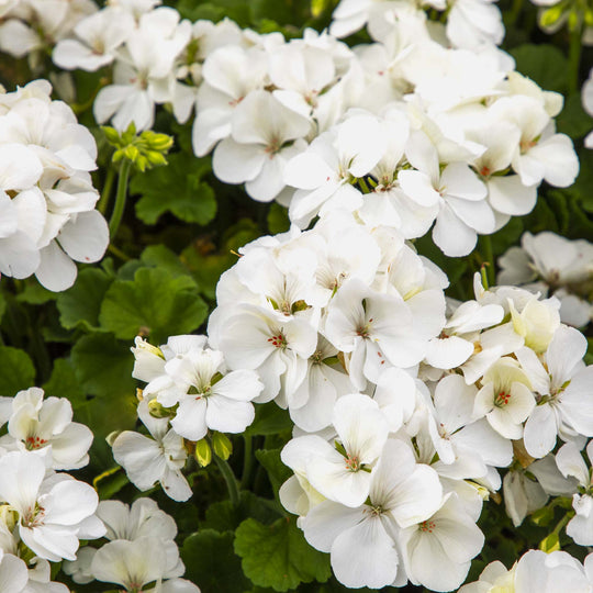 Pelargonium (Upright Geranium) White Ice