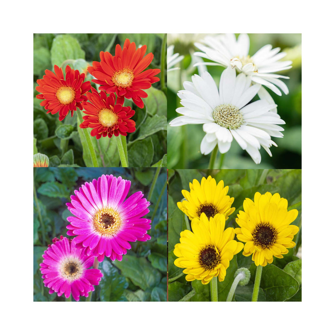 Gerbera Garvinea Collection