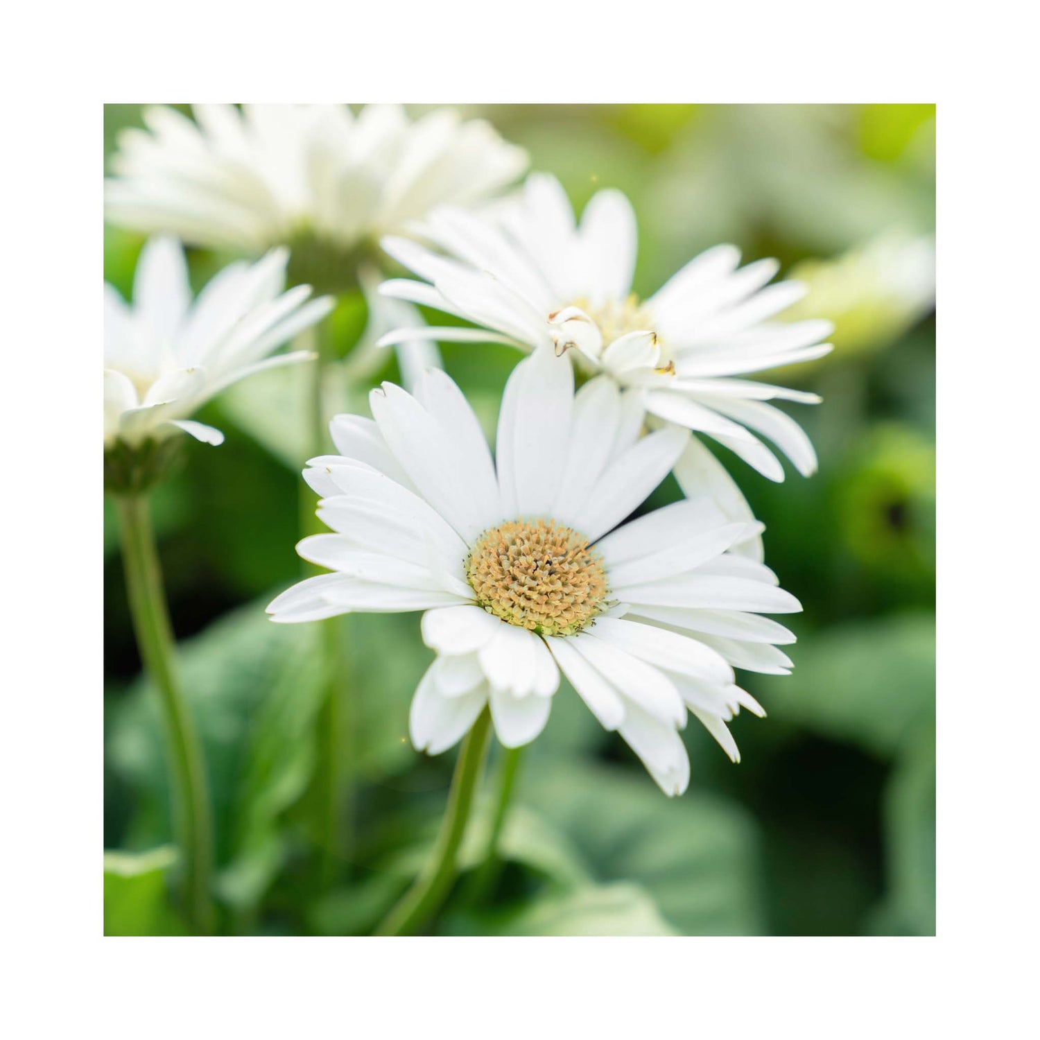 Gerbera Garvinea Collection