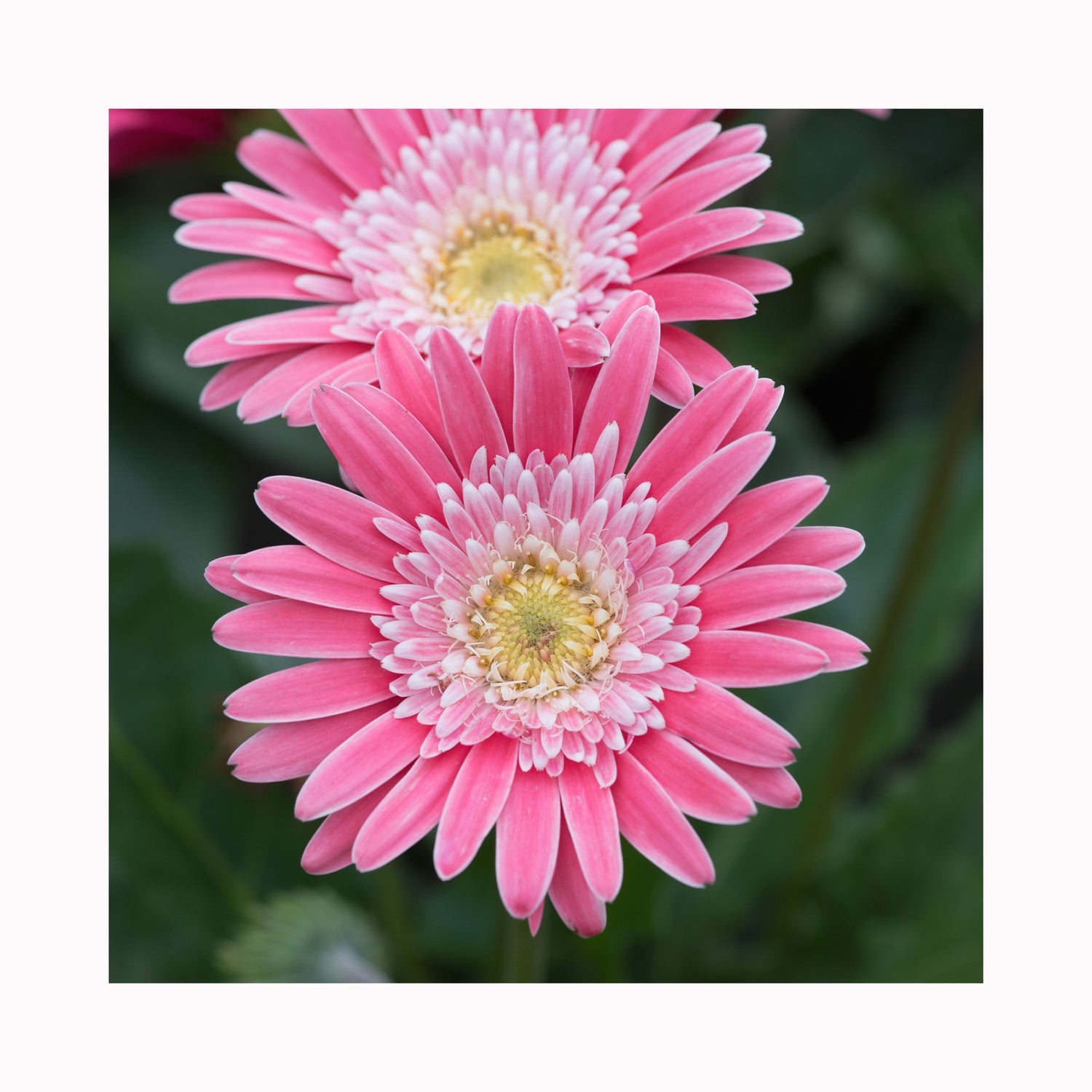 Gerbera Garvinea Collection