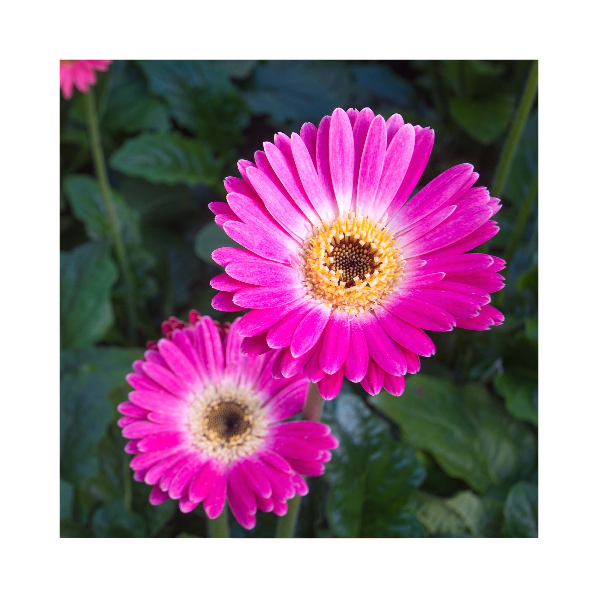 Gerbera Garvinea Collection