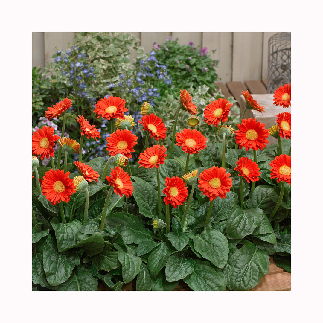 Gerbera Garvinea Sweet Glow