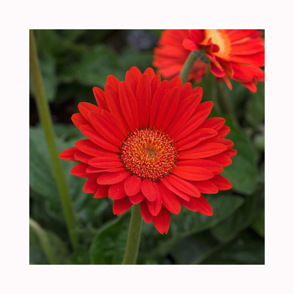 Gerbera Garvinea Sweet Glow