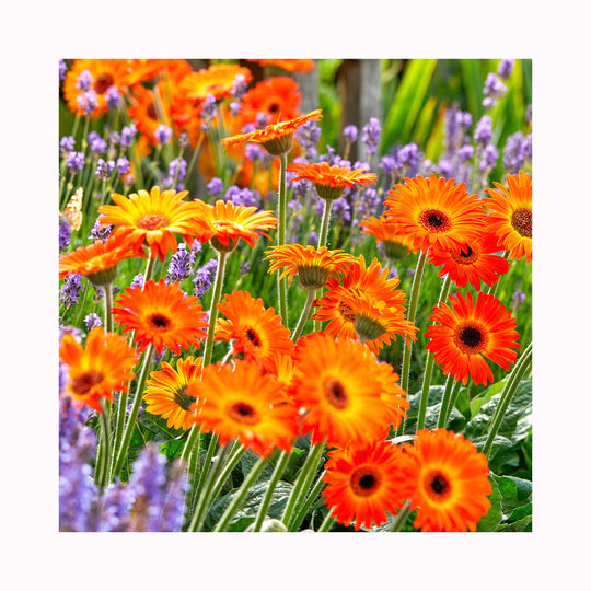 Gerbera Garvinea Sweet Sunset
