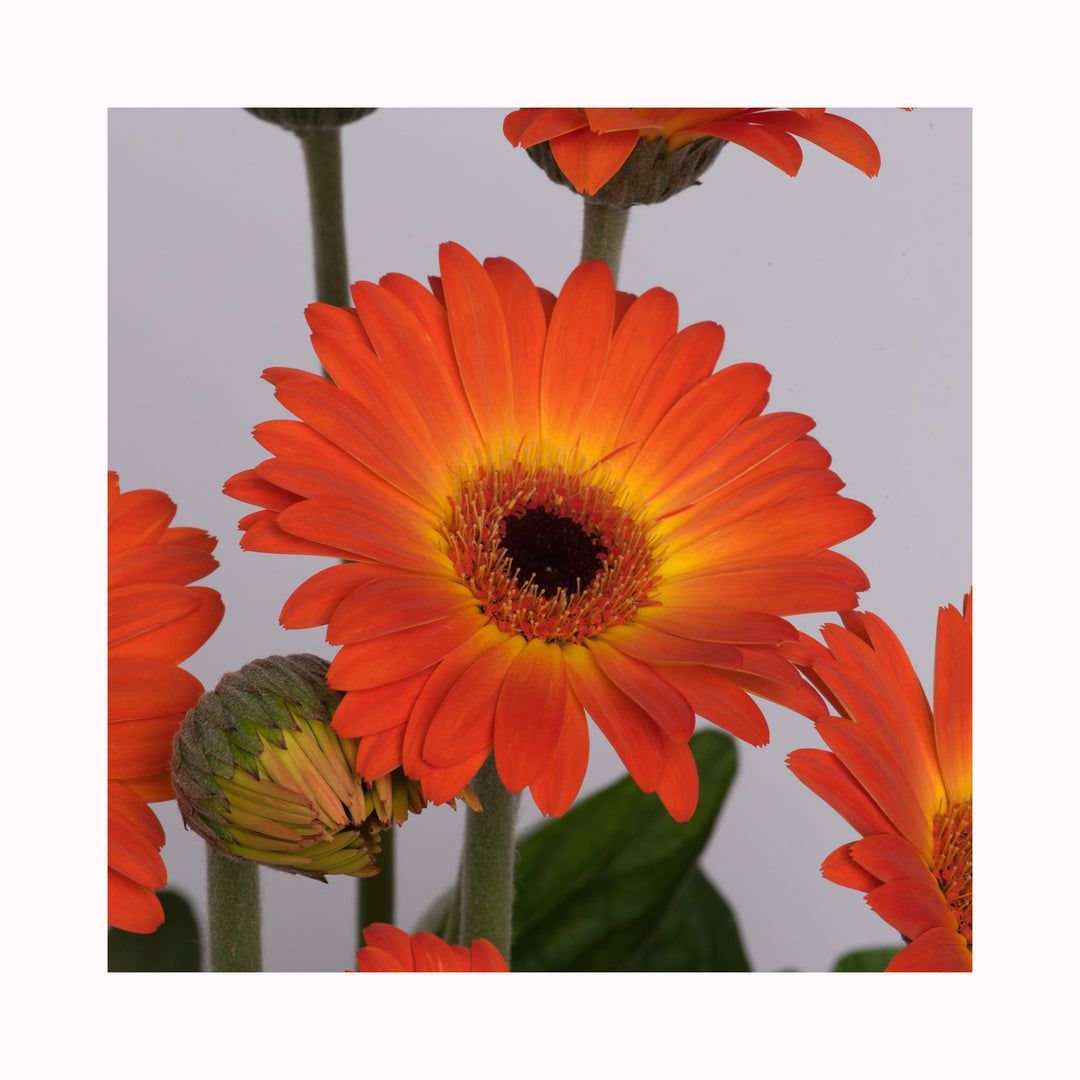 Gerbera Garvinea Sweet Sunset