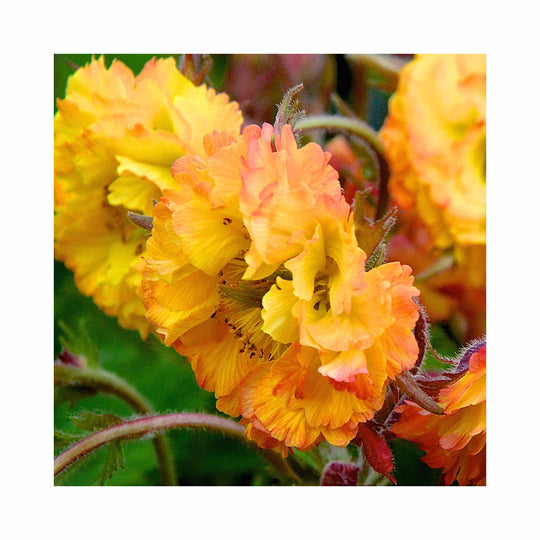 Geum Collection