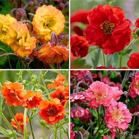 Geum Collection