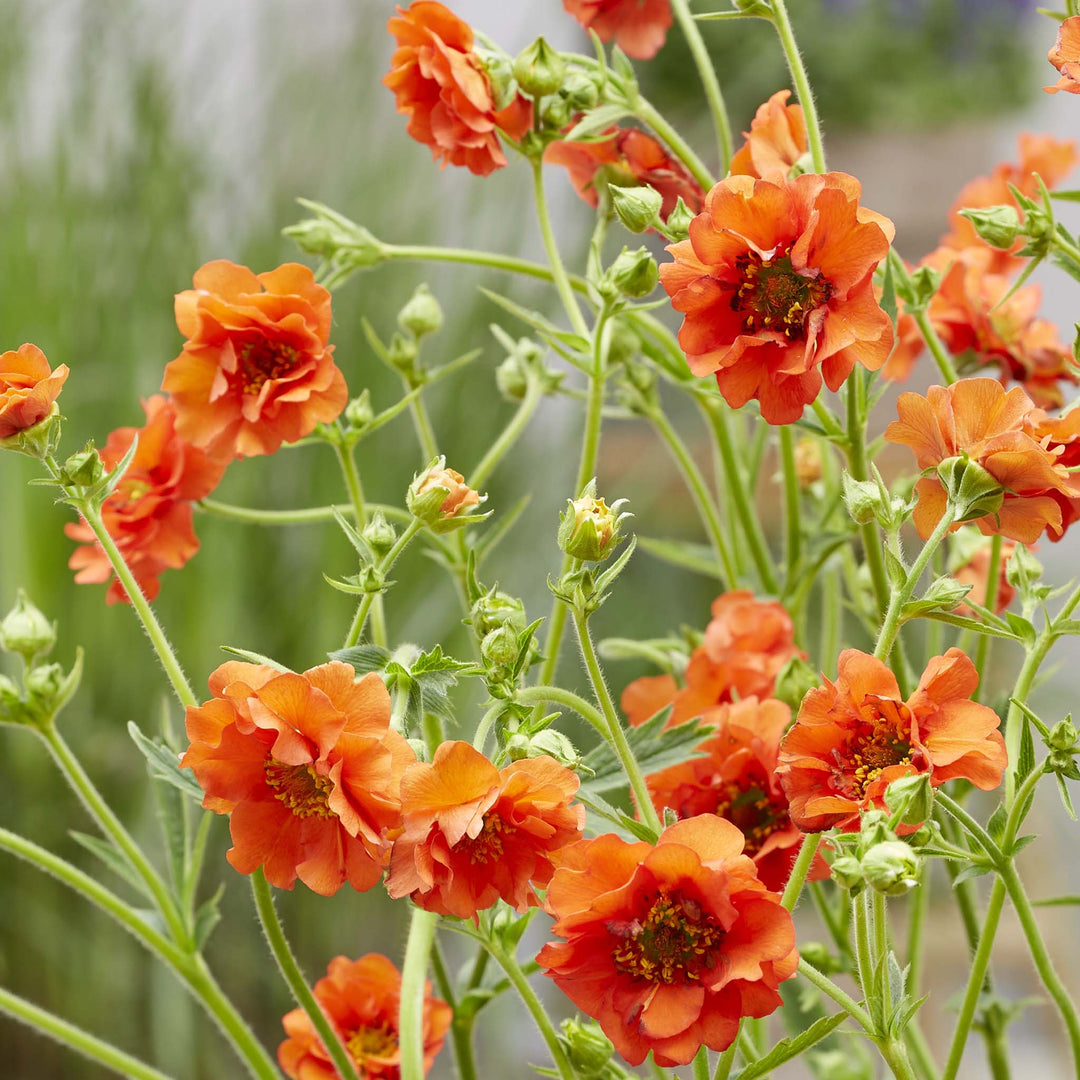 Geum Collection