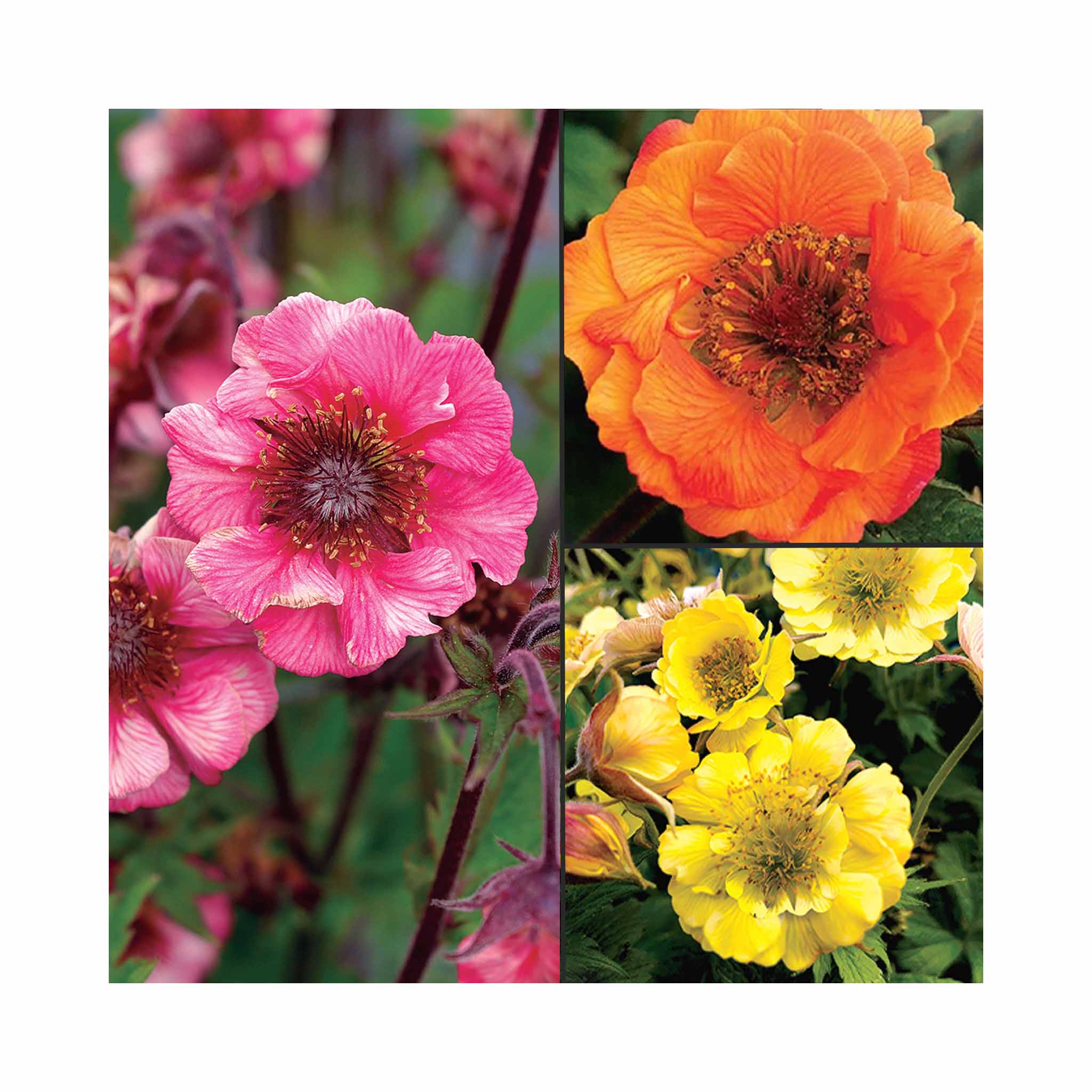 Collection of 3 different Geum Tempo plant flowers 