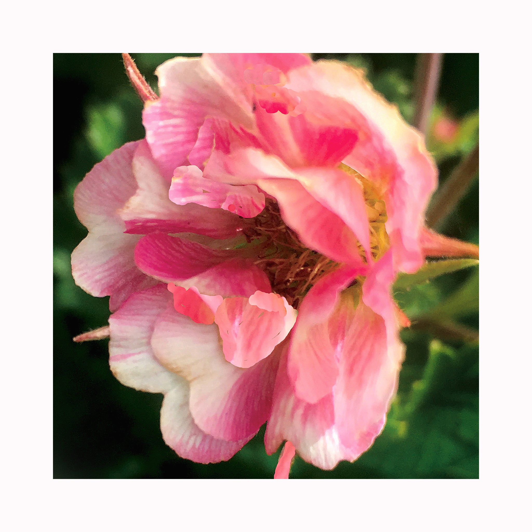 Geum Tempo rose a stunning semi double hardy perennial plant