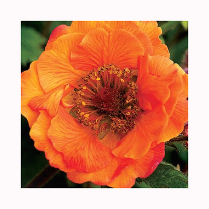 Orange flower of Geum Tempo Orange plant