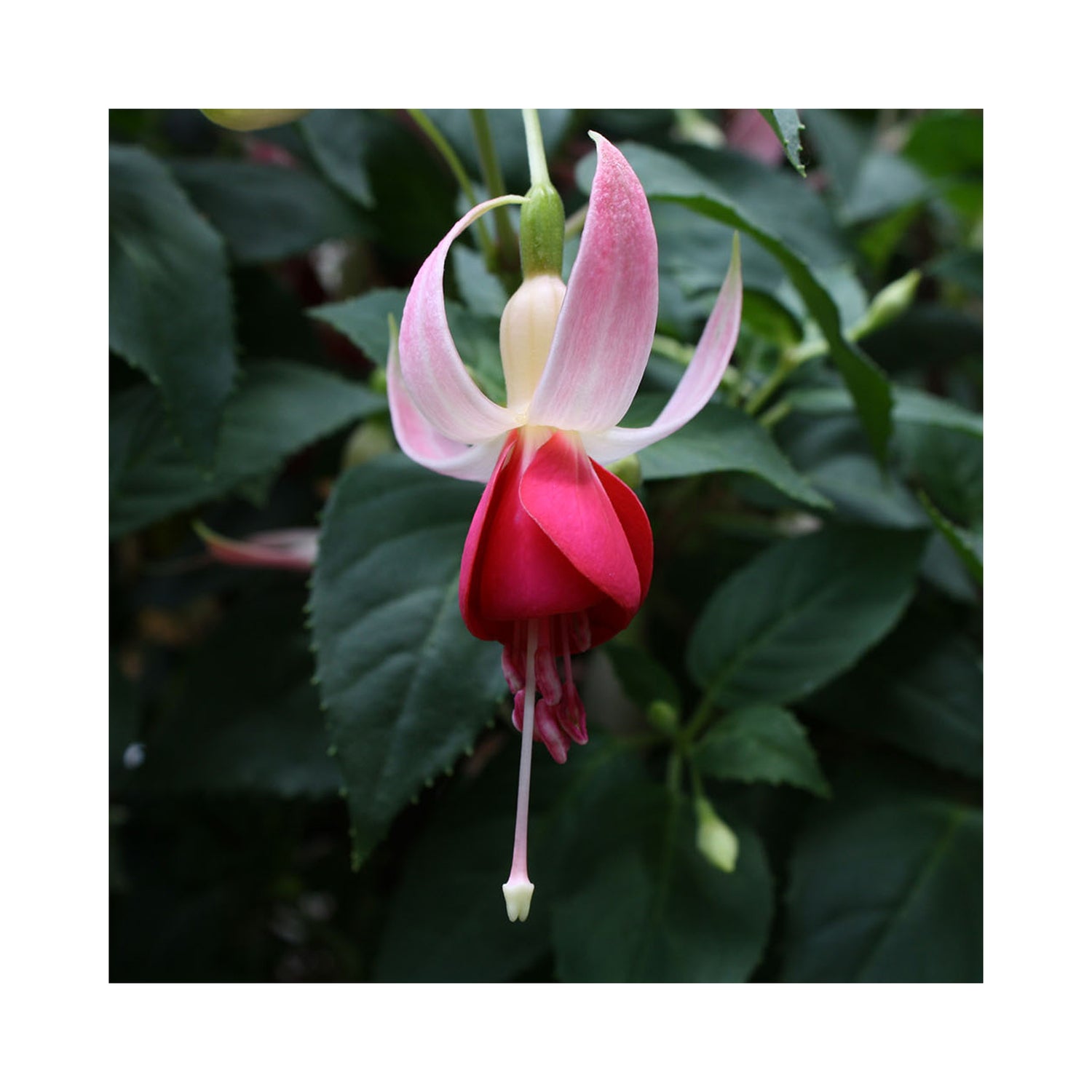 Hardy Fuchsia Collection, 3 Established 9cm plants