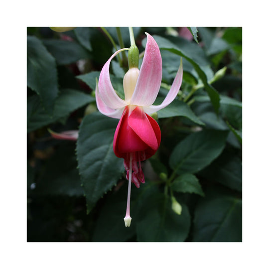 Hardy Fuchsia Collection, 3 Established 9cm plants