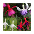 Hardy Fuchsia flowers