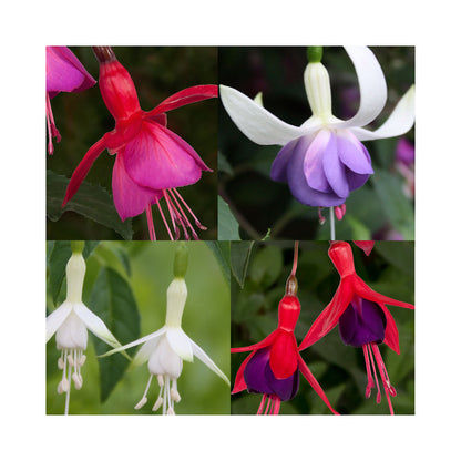 Hardy Fuchsia flowers