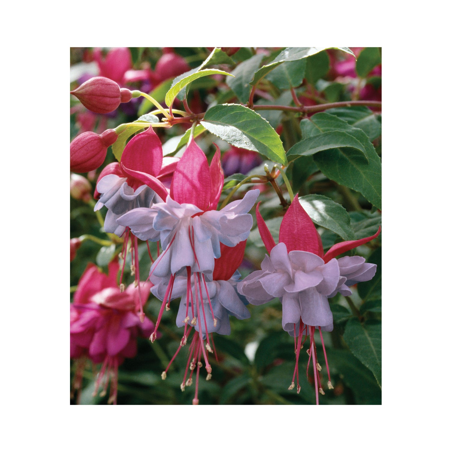 Hardy Fuchsia Collection 10 Starter Plants