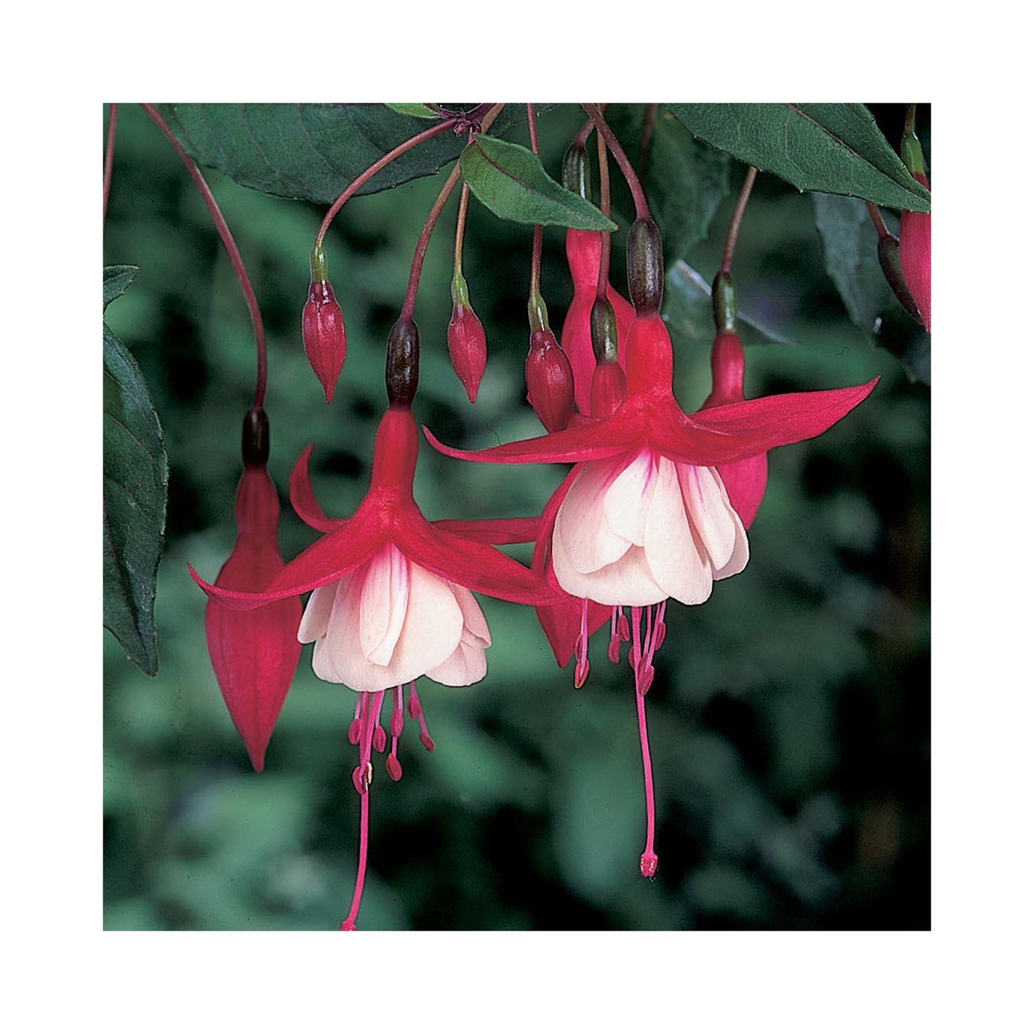 Hardy Fuchsia Collection, 3 Established 9cm plants