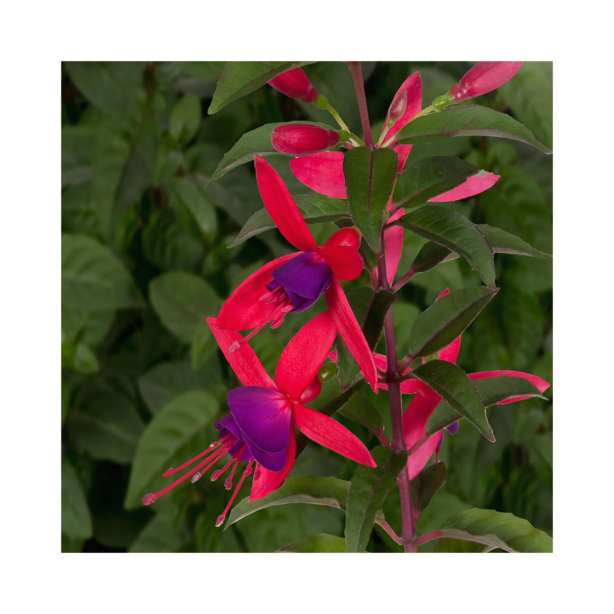 Hardy Fuchsia Collection, 3 Established 9cm plants