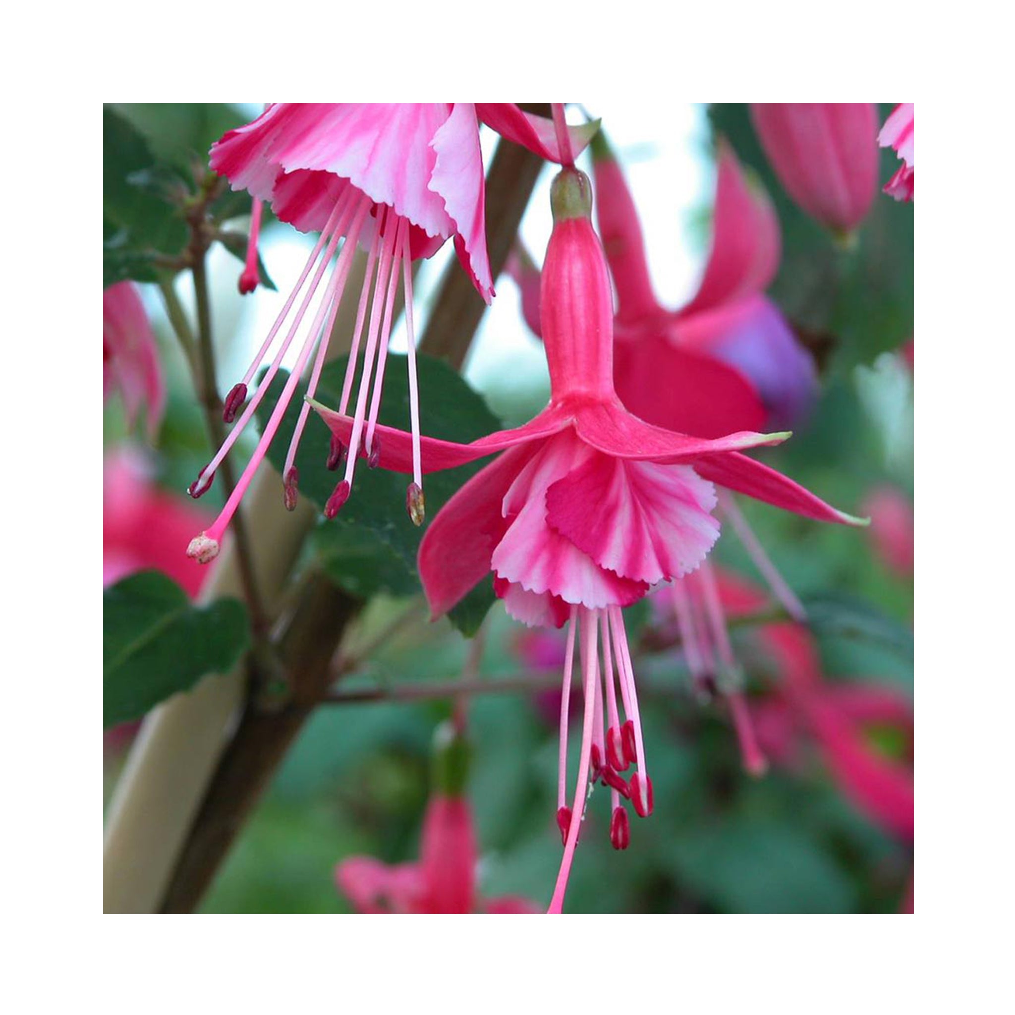 Hardy Fuchsia Collection, 3 Established 9cm plants