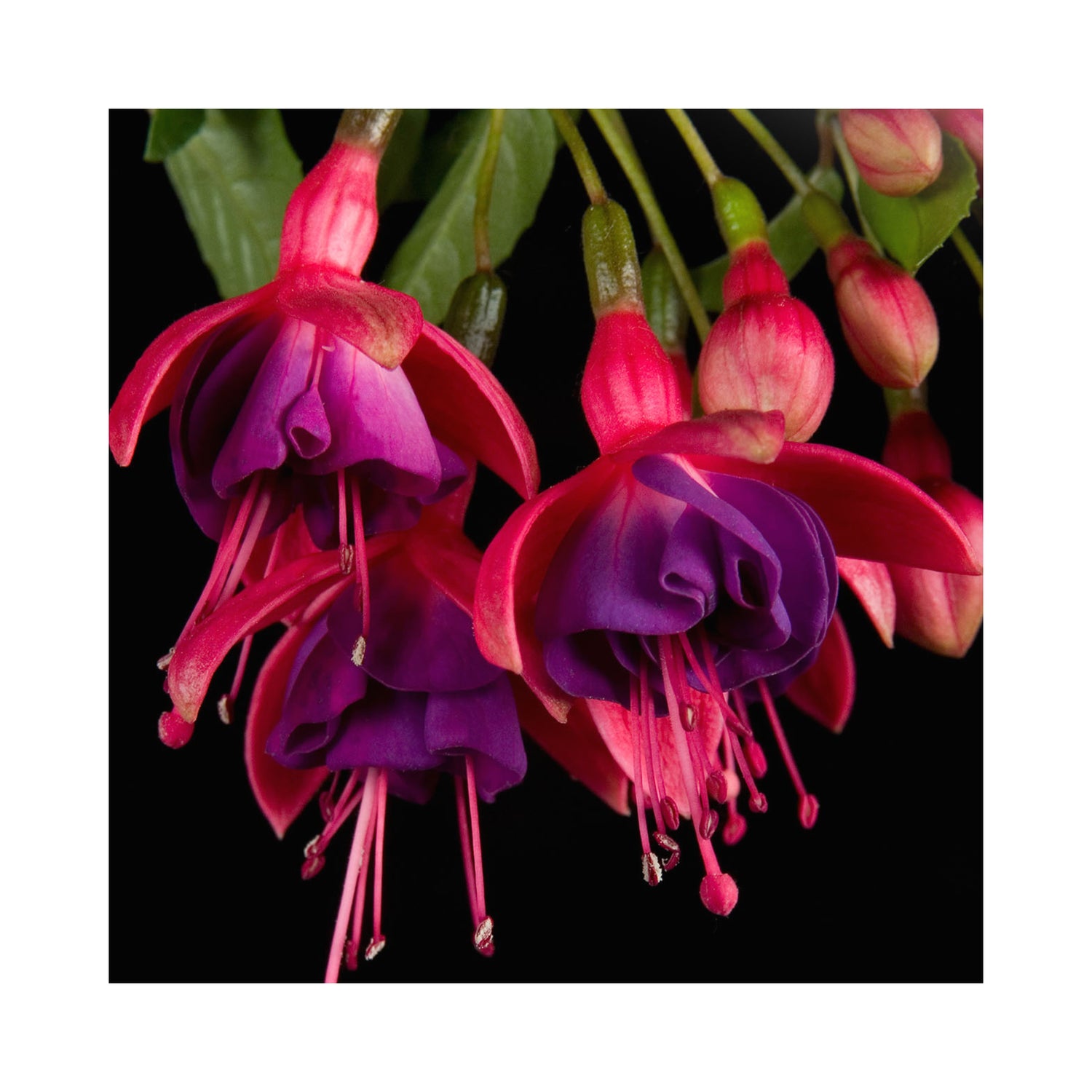 Hardy Fuchsia Collection, 3 Established 9cm plants