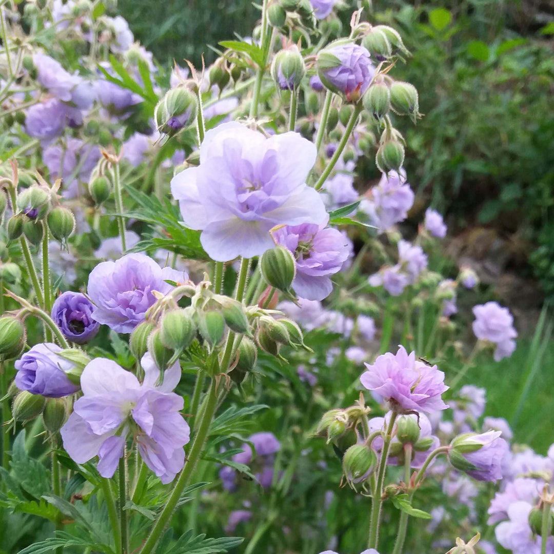 Hardy Geranium Cloud Nine