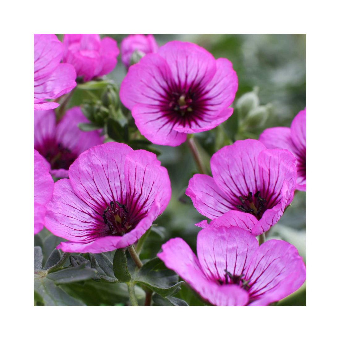 Hardy Geranium Jolly Jewel Night