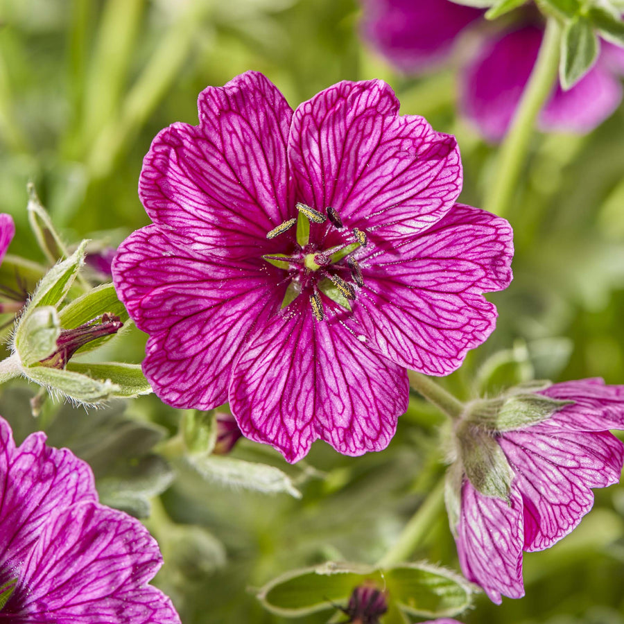 Hardy Geraniums