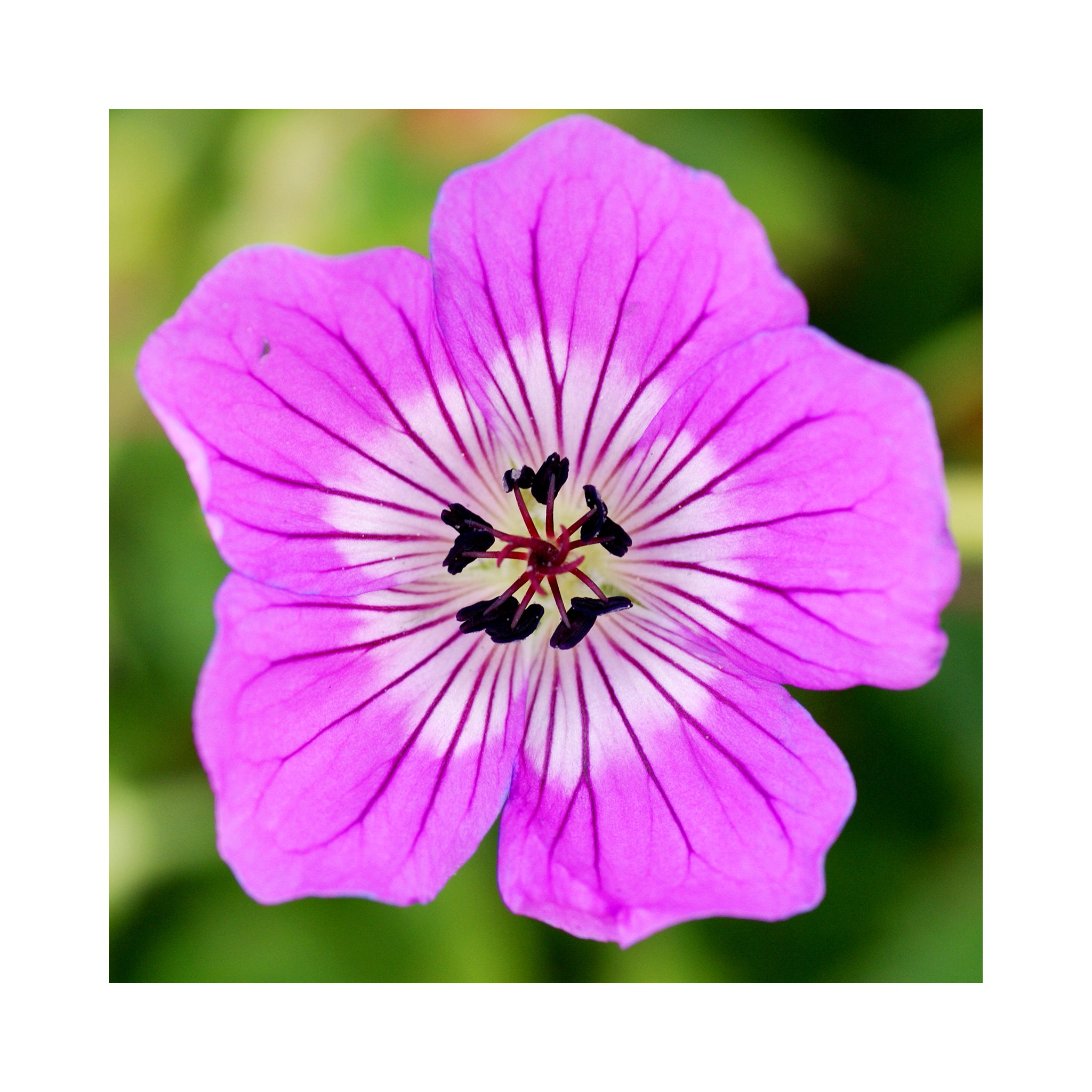 Hardy Geraniums  Kelly Anne