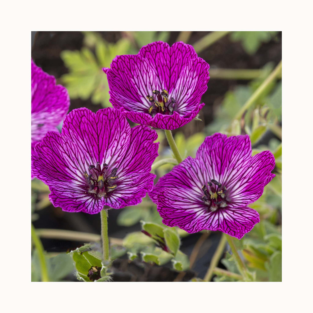 Hardy Geranium Lilac Jolly Jewel